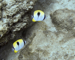 Chaetodon unimaculatus