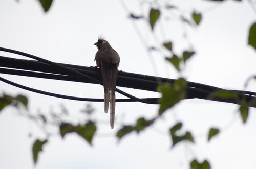 Speckled Mousebird