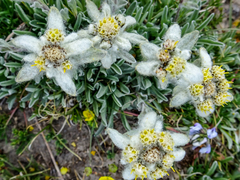 Leontopodium