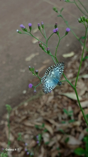 Orcus Checkered-Skipper