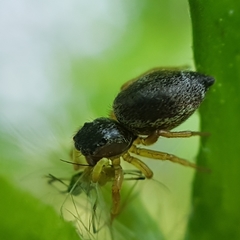Heliophanus tribulosus
