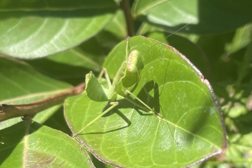 Transcaucasian Giant Mantis