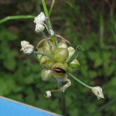 Allium fraseri