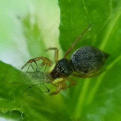 Heliophanus tribulosus