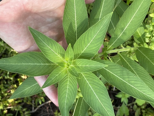 Ludwigia peruviana, photograph 6