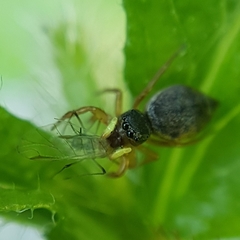 Heliophanus tribulosus