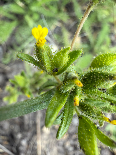Madia glomerata