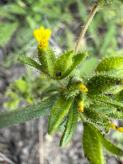 Madia glomerata