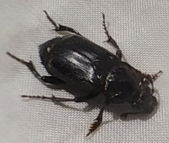 Nicrophorus humator