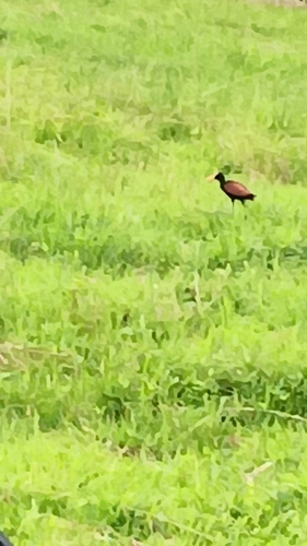 Northern Jacana