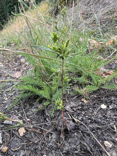 Madia glomerata, photograph 2