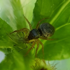 Heliophanus tribulosus
