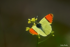Anthocharis euphenoides