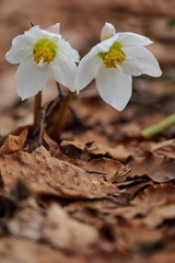 Helleborus niger