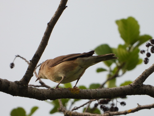 Curruca mosquitera (Sylvia borin)