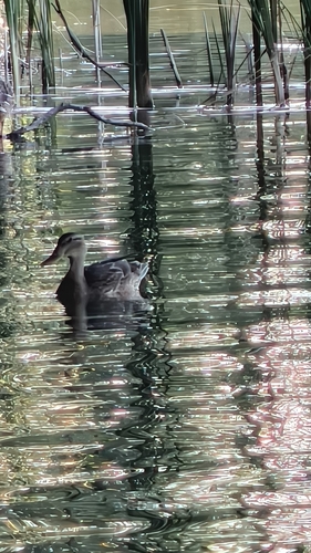 Mallard