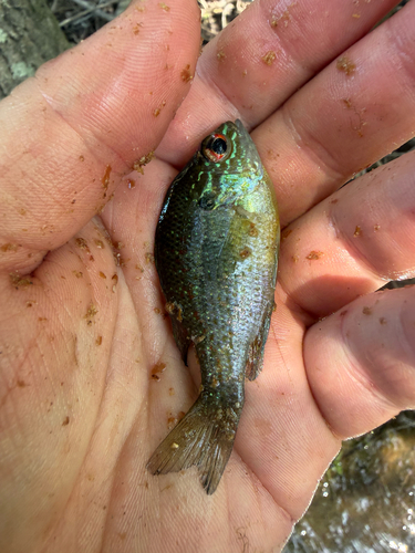 Dollar Sunfish