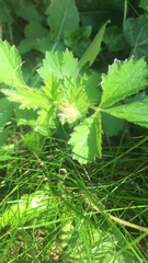 Geum urbanum