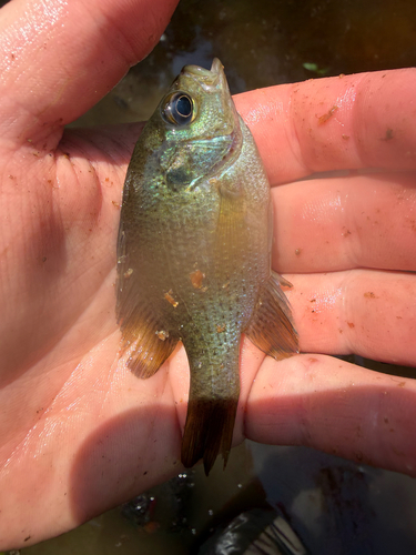 Spotted Sunfish