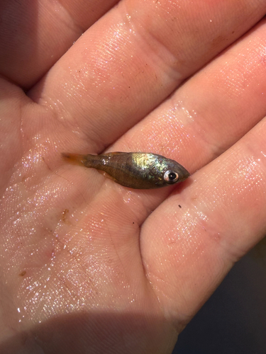 Common Sunfishes