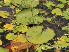 Pelophylax fukienensis