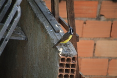 Pitangus sulphuratus