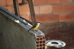 Pitangus sulphuratus