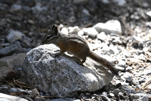 Palmer's Chipmunk observed by lonnyholmes