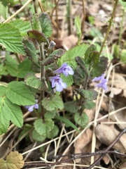 Glechoma hederacea