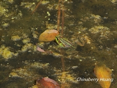 Pelophylax fukienensis
