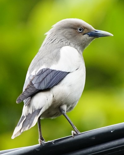 White-shouldered Starling