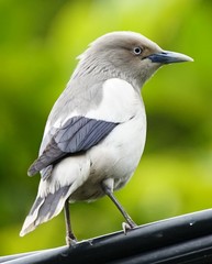 White-Shouldered Starling photo 2