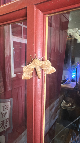 Walnut Sphinx