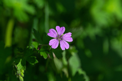 Geranium