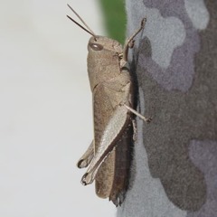 Acrididae