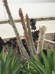Cleistocactus strausii