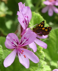 Metisella metis paris
