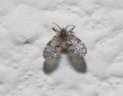 Paramormia ustulata