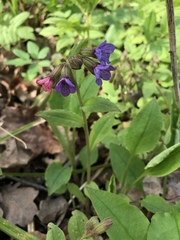 Pulmonaria obscura