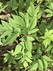 Aegopodium podagraria