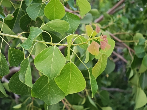 Chinese Tallow