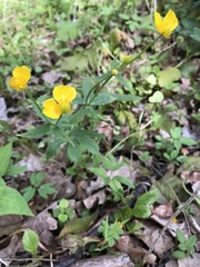 Ranunculus cassubicus
