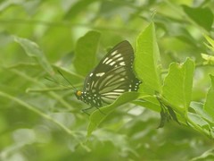Euripus nyctelius