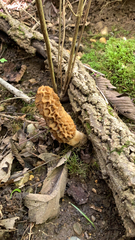 Morchella americana