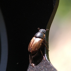Melinopterus