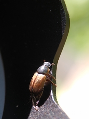 Melinopterus