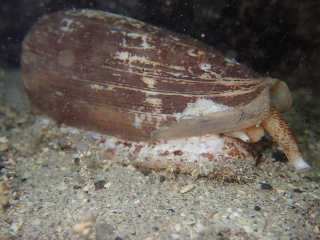 Striated cone
