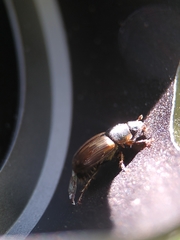 Melinopterus