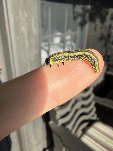 Introduced Pine Sawfly photo 5