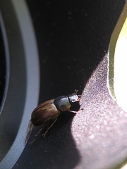 Melinopterus